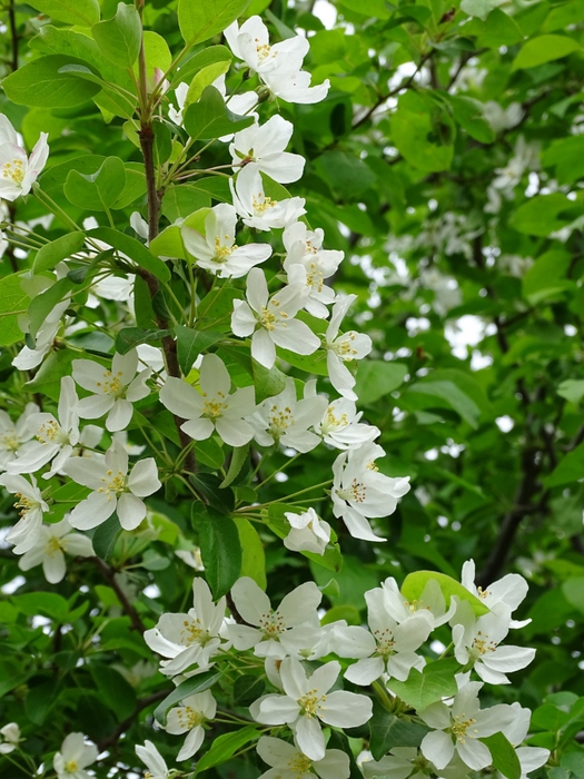 5559494_DSC03166 (525x700, 320Kb)