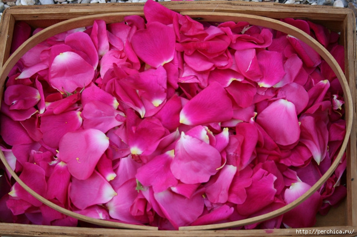 4979645_78616246_large_rosepetals (700x466, 246Kb)