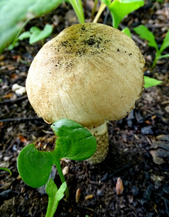 5559494_DSC04269 (547x700, 306Kb)