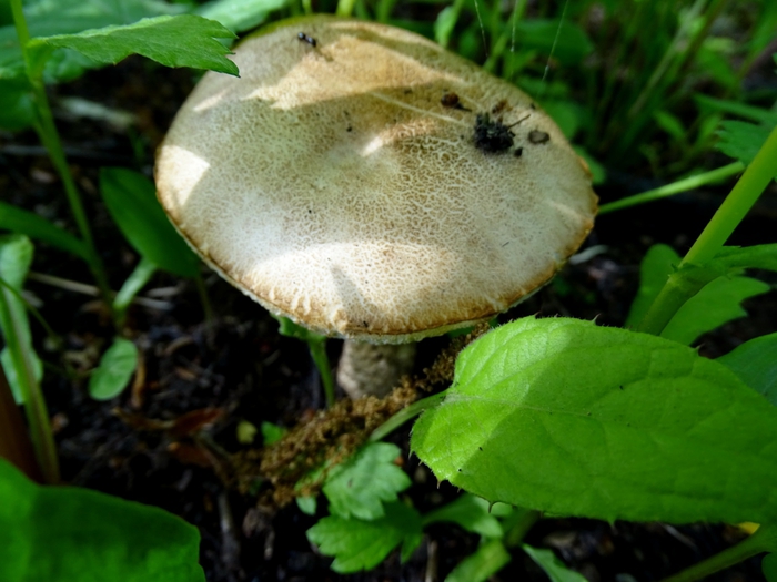 5559494_DSC04273 (700x525, 238Kb)