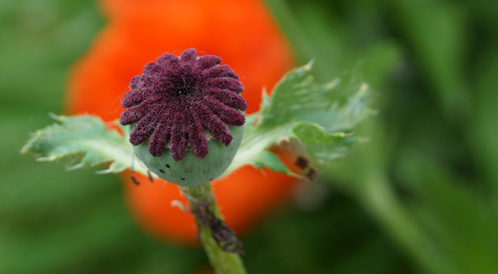 DSC02382_edited-1 (700x385, 60Kb)