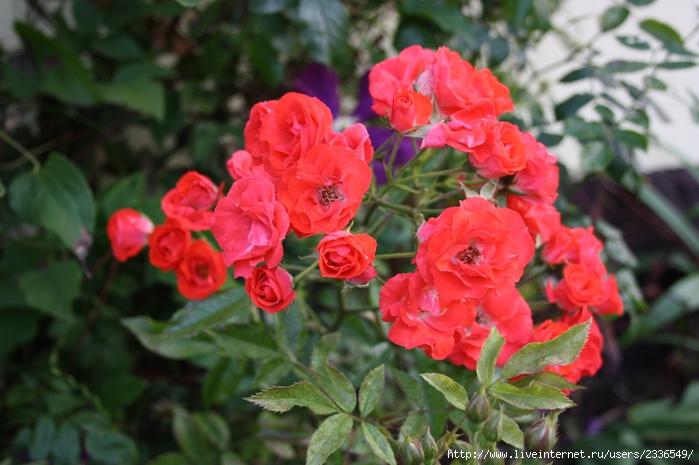 IMG_7950 (700x465, 228Kb)