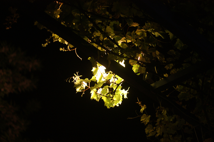 1 (700x466, 281Kb)