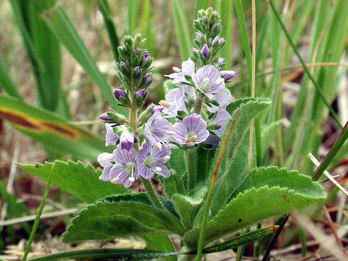 propiedades-medicinales-veronica (700x525, 145Kb)