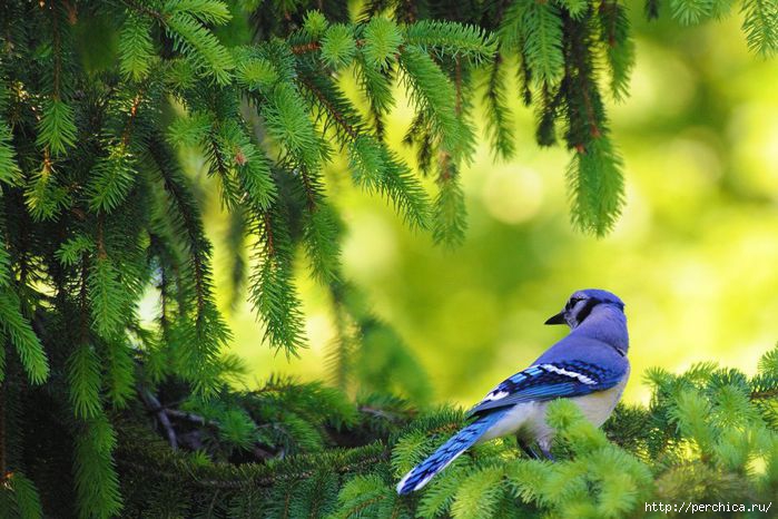 4979645_blue_bird960x640 (700x466, 206Kb)