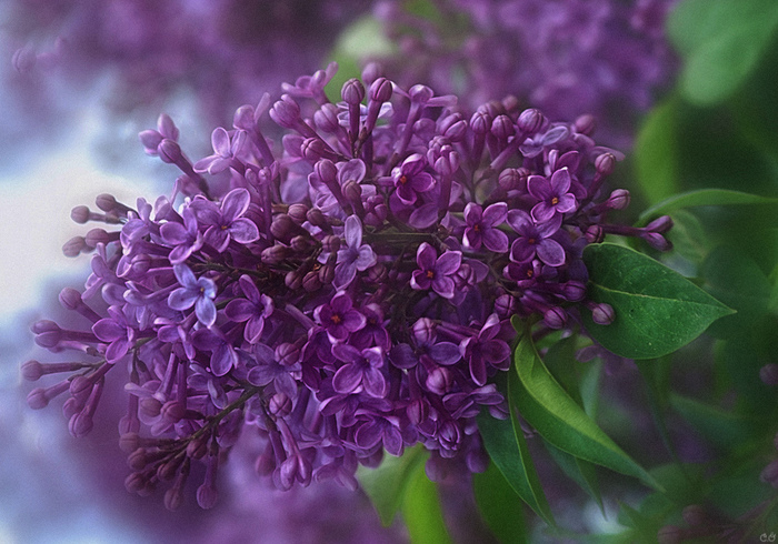 0_1144d1_807d27a9_orig (700x490, 202Kb)