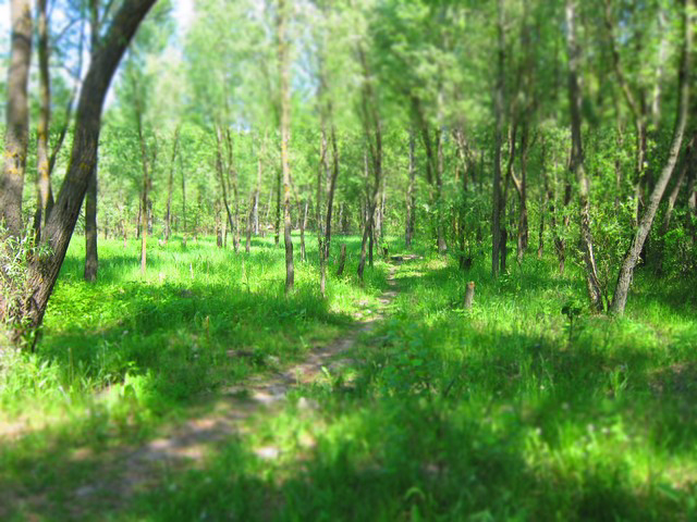 122834487_IMG_9372 (640x480, 391Kb)
