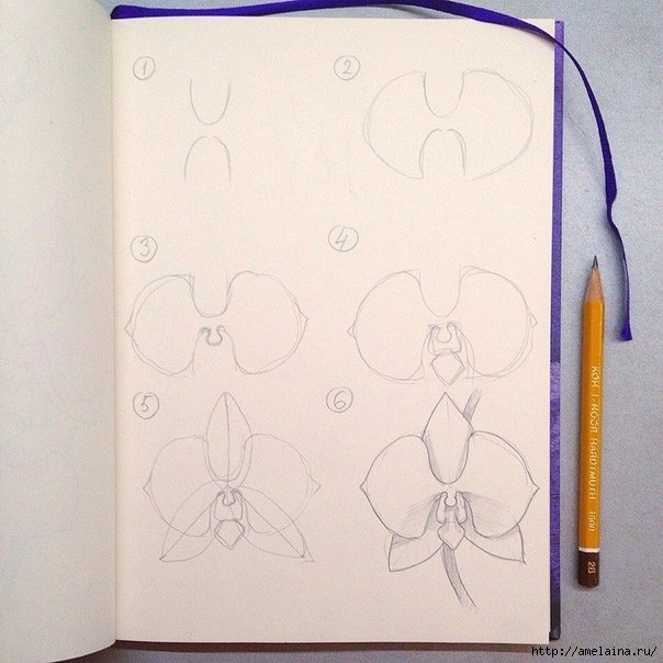 Как нарисовать орхидею1 (604x604, 179Kb)