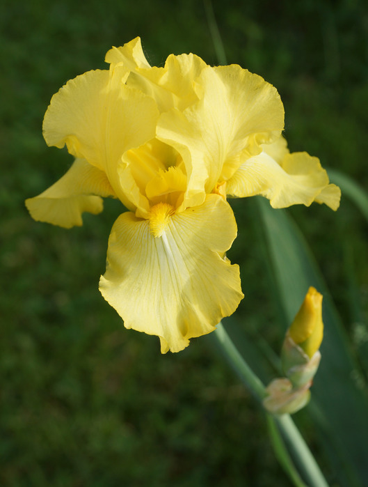 002_edited-1 (529x700, 79Kb)
