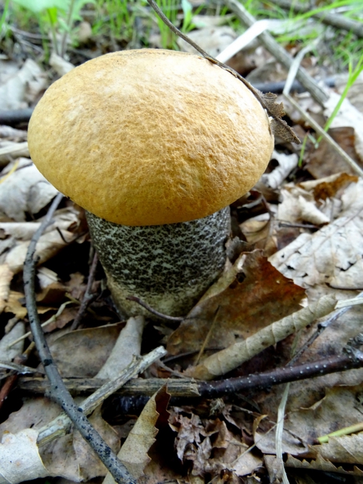 5559494_DSC05661 (525x700, 300Kb)