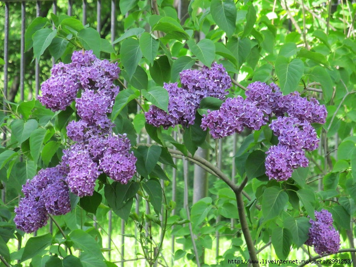 IMG_5154 (700x525, 323Kb)