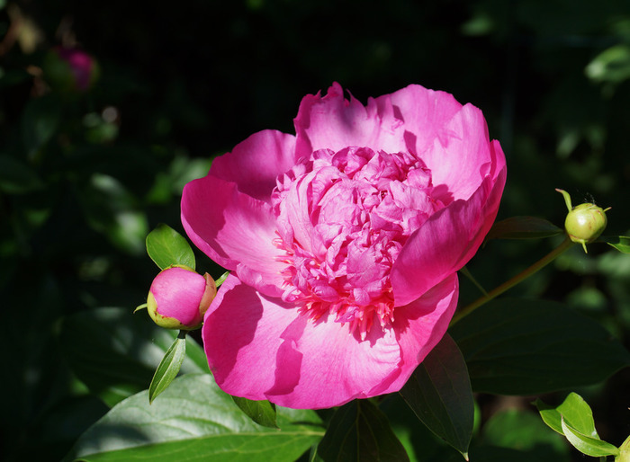 004_edited-1 (700x514, 102Kb)