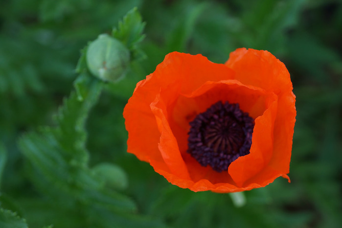 012_edited-1 (700x466, 59Kb)