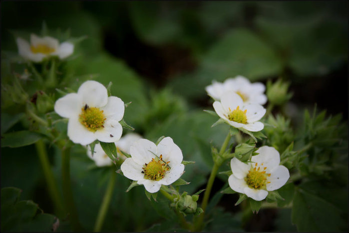 IMG_5627 (700x466, 48Kb)