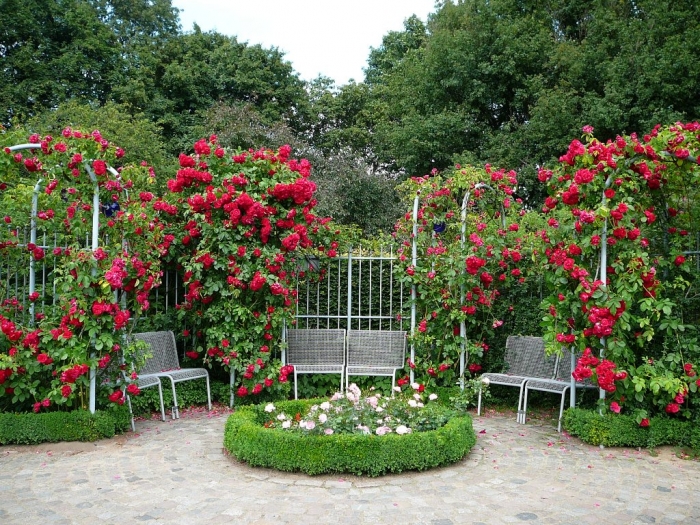 4920201_99100376_rosarium_hamburg_013 (700x525, 465Kb)