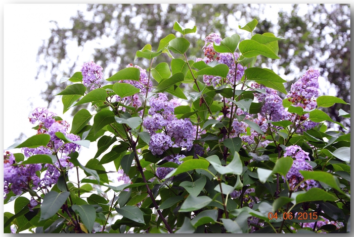 3587765_DSC_3838 (700x470, 314Kb)