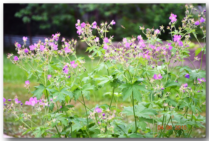 3587765_DSC_3859 (700x472, 314Kb)