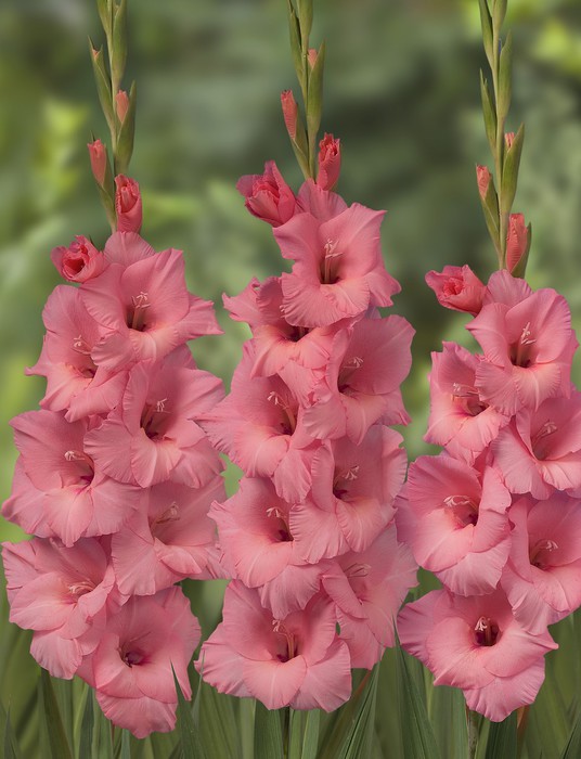 Gladiolus_Fortarosa_02839 (536x700, 82Kb)