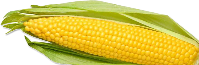 corn_PNG5285 (700x231, 231Kb)