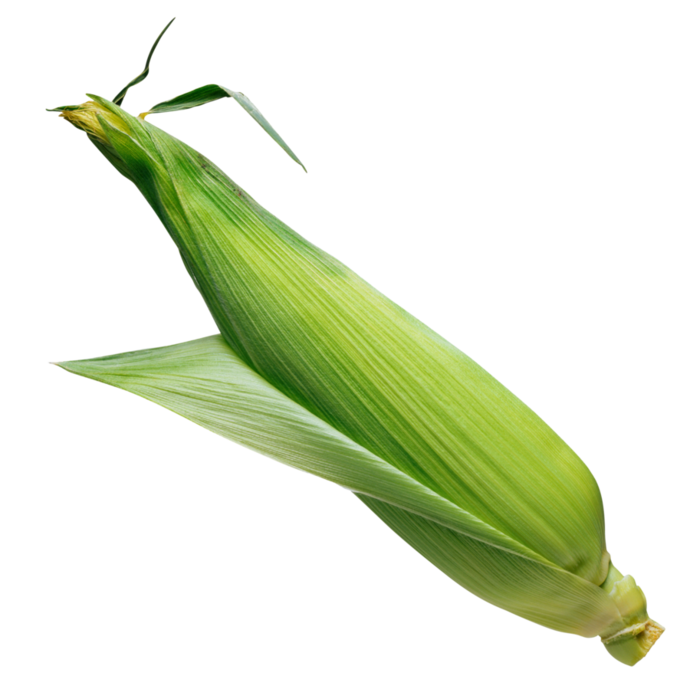 corn_PNG5290 (690x700, 275Kb)