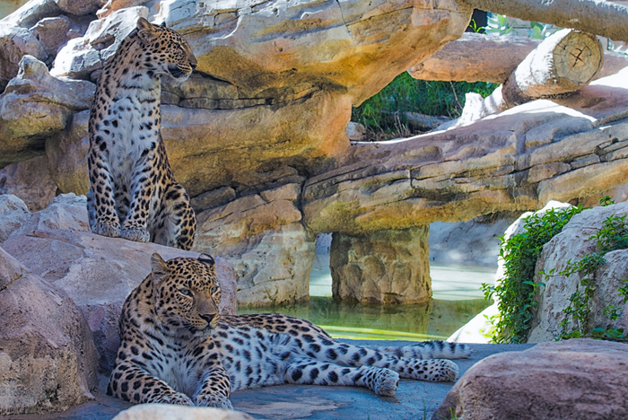 The Leopards at Leisure (700x468, 507Kb)