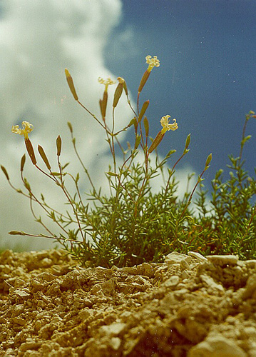 4555414_silene_cretacea (359x500, 135Kb)