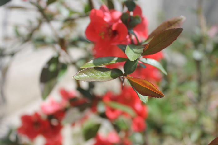 IMG_8254 (700x466, 60Kb)