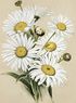 5158259_img472_940x1280 (70x95, 2Kb)