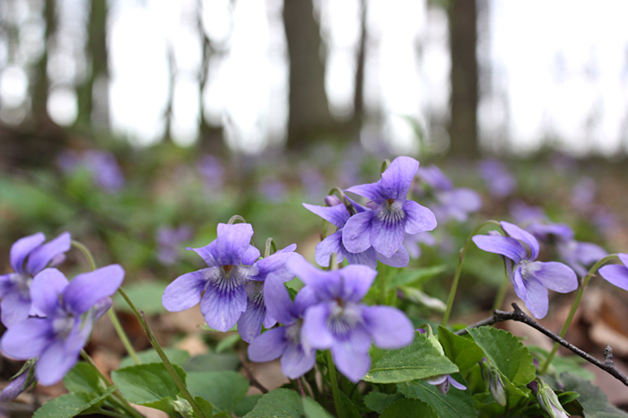 4052195_IMG_6136 (700x466, 270Kb)