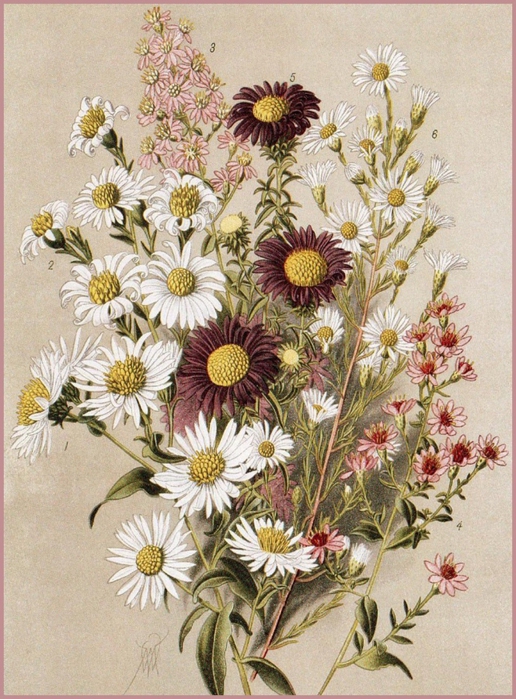 5158259_img482_940x1280 (516x700, 346Kb)
