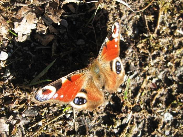 mmm spring 051 (700x525, 499Kb)