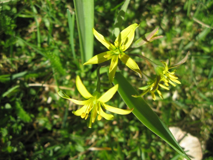 mm spring 009 (700x525, 397Kb)