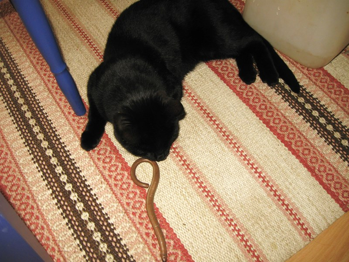 mmm spring 002 (700x525, 443Kb)