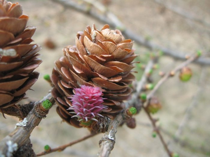 mmmm spring 024 (700x525, 319Kb)