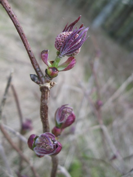 mmmm spring 028 (450x600, 173Kb)