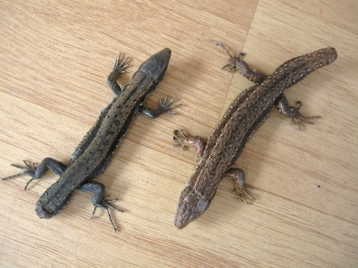 mmmm spring 014 (700x525, 393Kb)