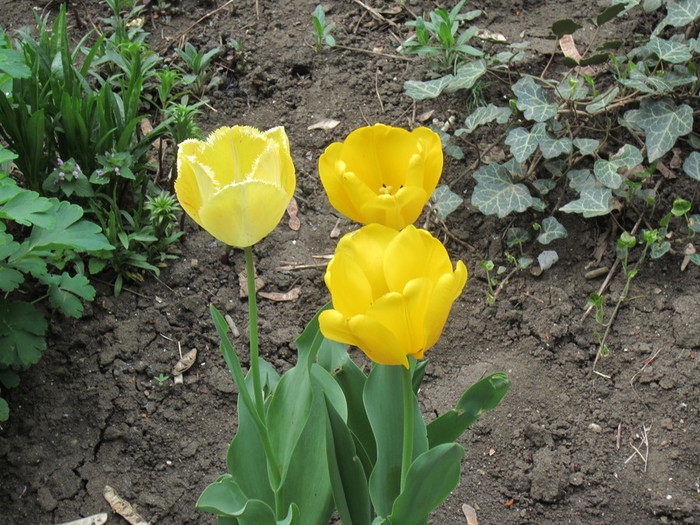 IMG_0747 (700x525, 155Kb)