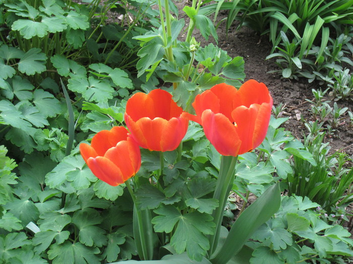 IMG_0748 (700x525, 141Kb)