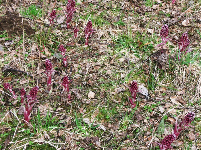 n spring 043 (700x525, 607Kb)