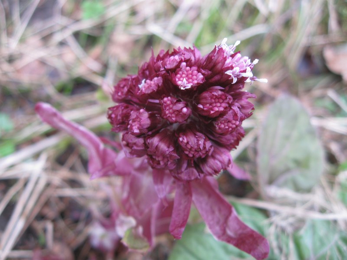 n spring 027 (700x525, 336Kb)