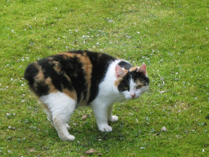 n spring 009 (700x525, 462Kb)