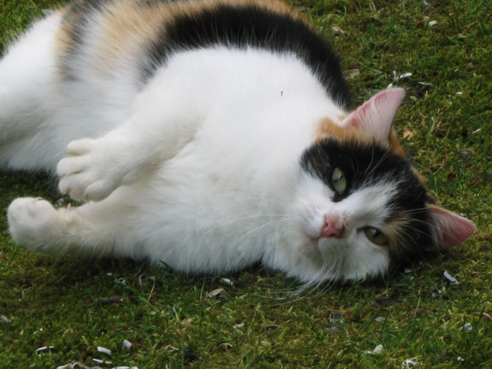 n spring 012 (700x525, 354Kb)