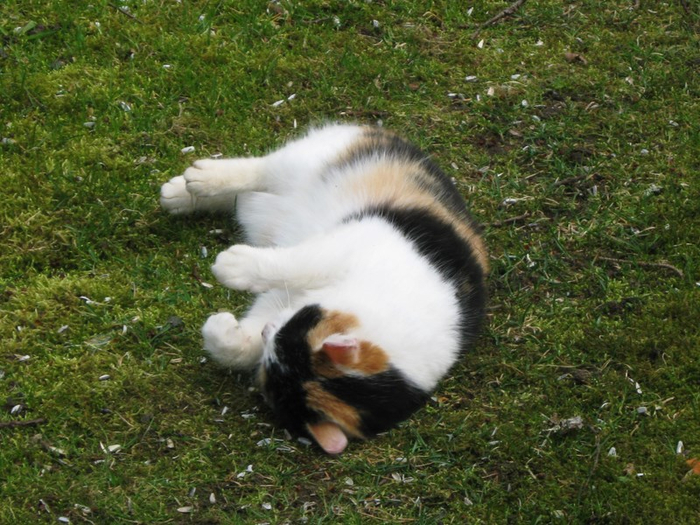 n spring 013 (700x525, 454Kb)