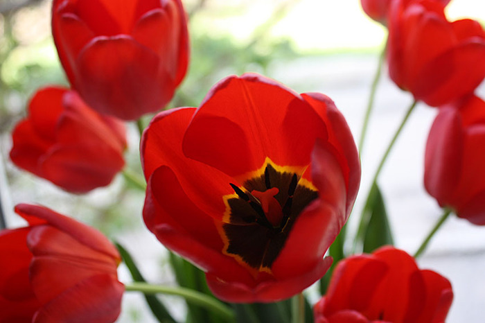 4052195_IMG_6170 (700x466, 78Kb)