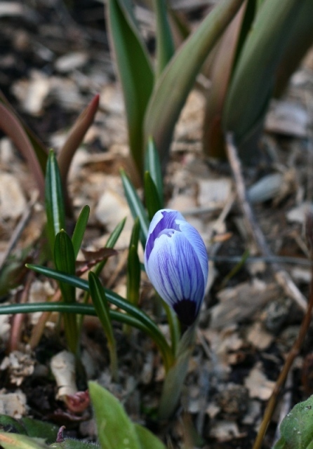 IMG_9002 (446x640, 124Kb)