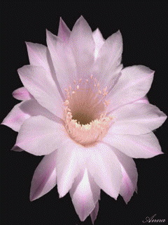 0559[1] (240x320, 345Kb)