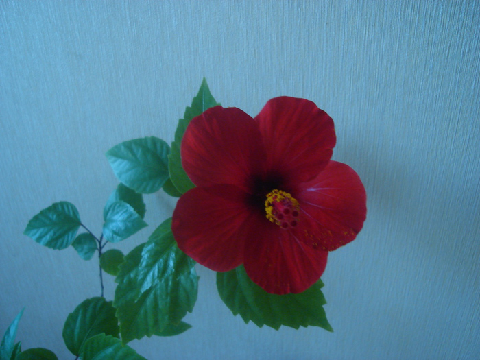 4129864_DSC00954 (700x525, 185Kb)