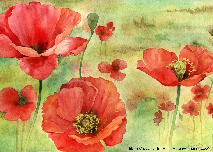 Coquelicots_g (700x500, 293Kb)