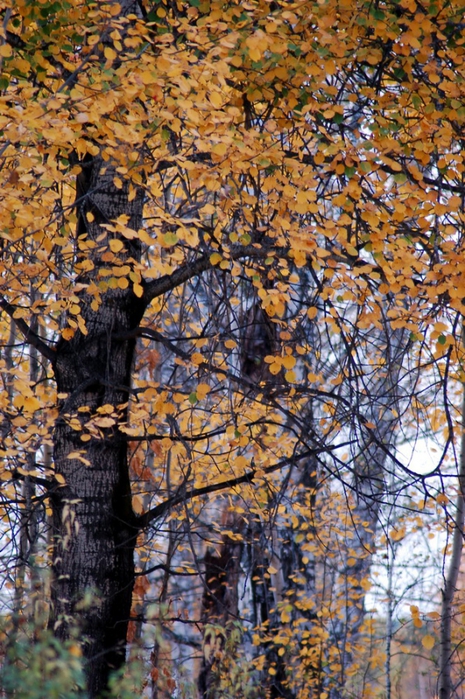3392780_DSC_9542 (465x700, 365Kb)