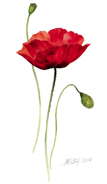 Lecoquelicot_g (408x700, 38Kb)